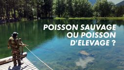 Poisson sauvage ou poisson d'élevage ?