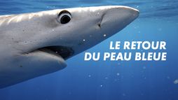 Le retour du peau bleue