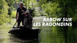 Arrow sur les ragondins