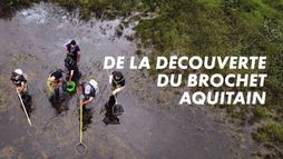 De la découverte du brochet aquitain