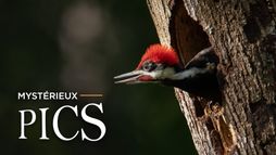 Mystérieux pics