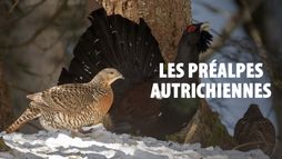 Au coeur des Préalpes autrichiennes : Le massif Mort