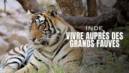 Inde : Vivre auprès des grands fauves
