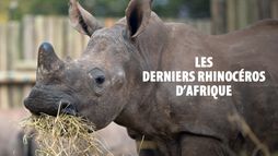 Les derniers rhinocéros d'Afrique