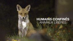 Humains confinés, animaux libérés