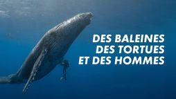 Des baleines, des tortues et des hommes