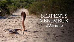 La mort au bout des crocs : Serpents venimeux d'Afrique