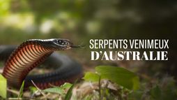 La mort au bout des crocs : Serpents venimeux d'Australie