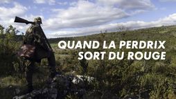 Quand la perdrix sort du rouge