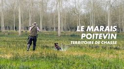 Le marais poitevin, territoire de chasse