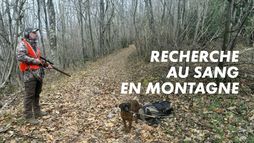 Recherche au sang en montagne