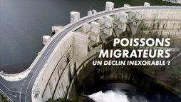 Poissons migrateurs, un déclin inexorable ?