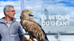 Le retour du géant