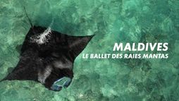 Maldives, le ballet des raies mantas