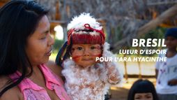 Brésil : lueur d'espoir pour l'ara hyacinthe