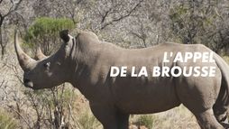 L'appel de la brousse