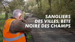 Sangliers des villes, bête noire des champs