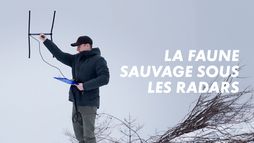 La faune sauvage sous les radars
