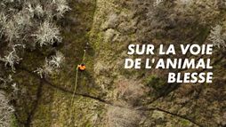 Sur la voie de l'animal blessé
