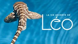 La vie secrète de Léo