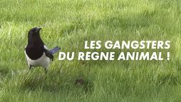 Les gangsters du règne animal !