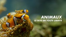Animaux : le sexe en toute liberté