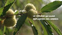 Le village qui voulait replanter des arbres