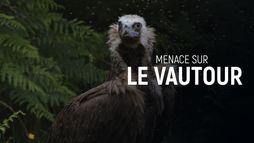 Menace sur le vautour