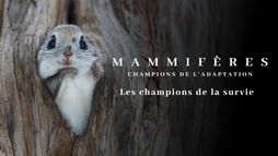 Mammifères, les champions de la survie