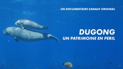 Dugong, un patrimoine en péril