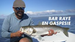 Bar rayé en Gaspésie