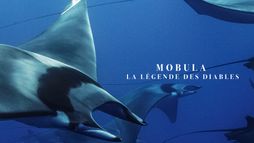 Mobula, la légende des diables