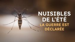 Nuisibles de l'été, la guerre est déclarée