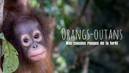 Orangs-outans, nos cousins rouges de la forêt