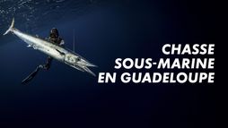 Chasse sous-marine en Guadeloupe