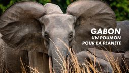 Gabon : Un poumon pour la planète