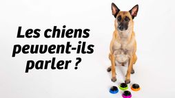 Les chiens peuvent-ils parler ?