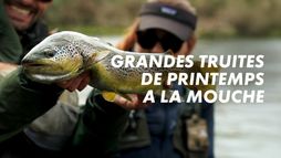 Grandes truites de printemps à la mouche