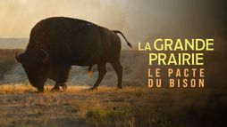 La grande prairie, le pacte du bison