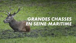 Grandes chasses en Seine-Maritime