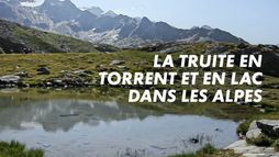 La truite en torrent et en lac dans les Alpes