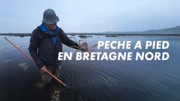 Pêche à pied en Bretagne nord