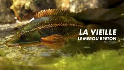 La vieille, le mérou breton