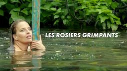 Les rosiers grimpants