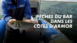 Pêches du bar dans les Côtes d'Armor
