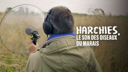 Harchies, le son des oiseaux du marais
