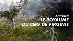 Anticosti, le royaume du cerf de Virginie