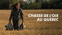 Chasse de l'oie au Québec