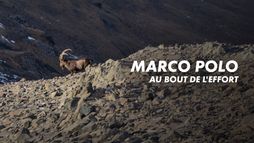 Marco Polo, au bout de l'effort...