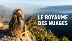 Le royaume des nuages
